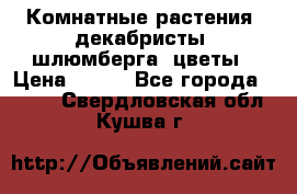 Комнатные растения, декабристы (шлюмберга) цветы › Цена ­ 300 - Все города  »    . Свердловская обл.,Кушва г.